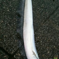 タチウオ良型来てます！！