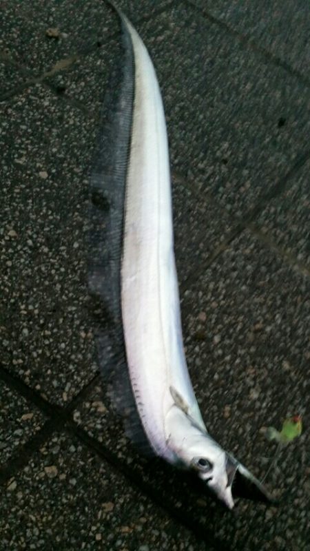 タチウオ良型来てます！！