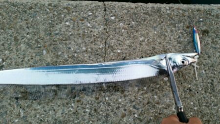 連日タチウオ好釣!!