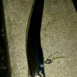 少し渋くなるも安定のタチウオ