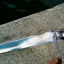 連日安定のタチウオ