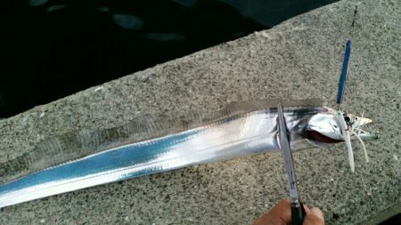 連日安定のタチウオ