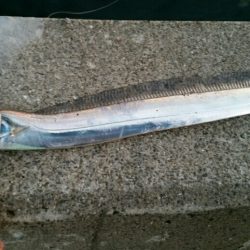 まだまだタチウオ