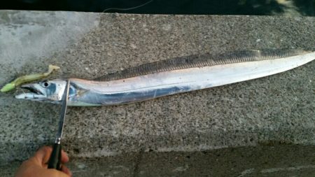 まだまだタチウオ