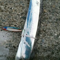 出ました!ドラゴン!!