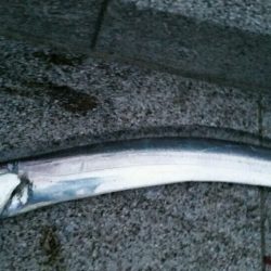 雨の中ドラゴンサイズ連発！！