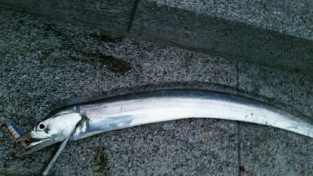 雨の中ドラゴンサイズ連発！！