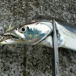 引き続きタチウオ好釣の湾奥