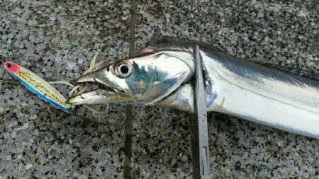 引き続きタチウオ好釣の湾奥