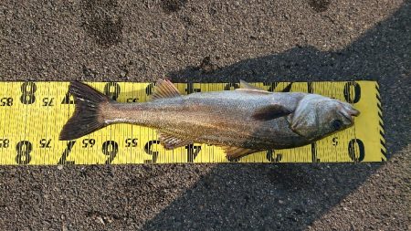 早起きしないと