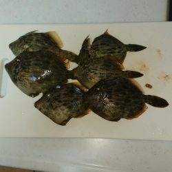 残念1cm足りない❗