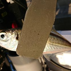 アジング後タチウオ