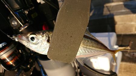 アジング後タチウオ