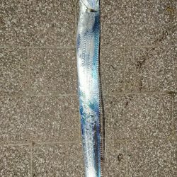 シーサイドコスモ