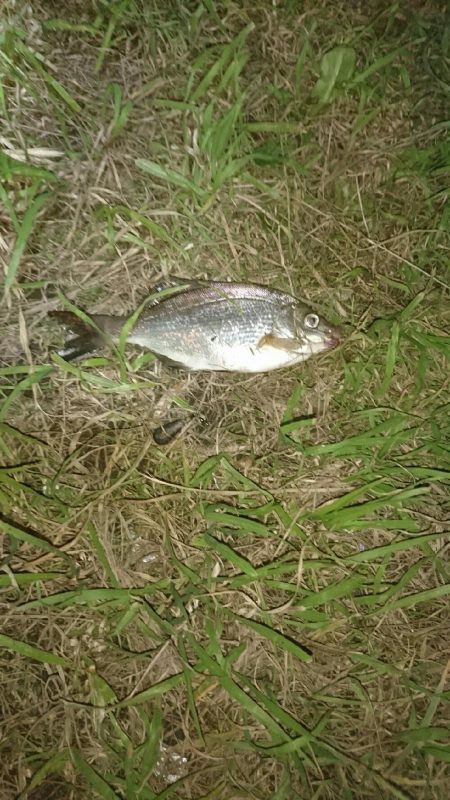 ウミタナゴ、ギンポ、ギンポ、ギンポ