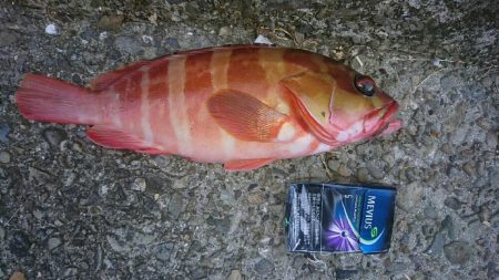 アカハタゲット！