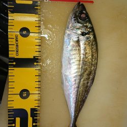 アジングロッド折れました