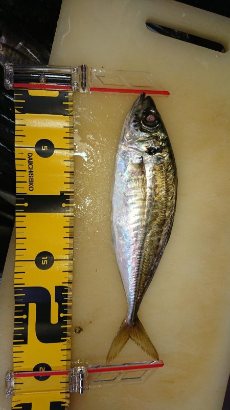 アジングロッド折れました