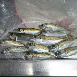 泳がせ釣り