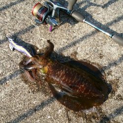 運良く１杯(;^_^A