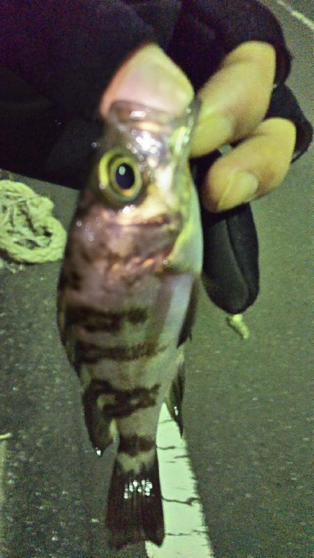 プラグでメバル( ￣▽￣)