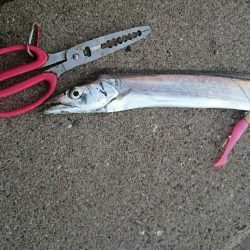 少し大きくなりました。