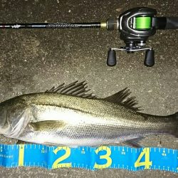 マイワシーバス