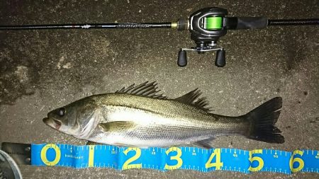 マイワシーバス