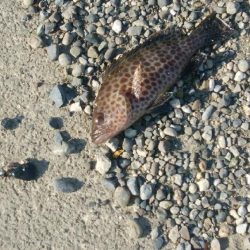 試してみた！(手作りの疑似餌で)