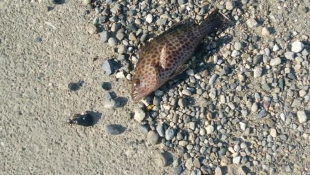 試してみた！(手作りの疑似餌で)