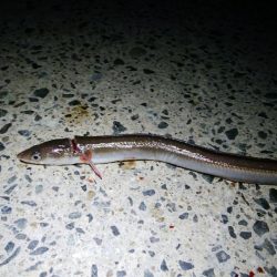 イワシで穴子が釣れました!