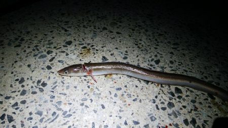 イワシで穴子が釣れました！