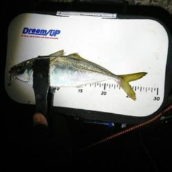 エギング＜アジング