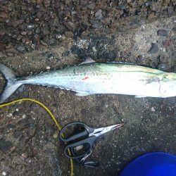 そろそろ終わりか…