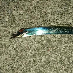 久しぶりのワインド