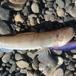 ショアジギング