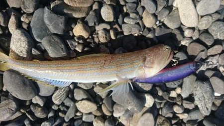 ショアジギング