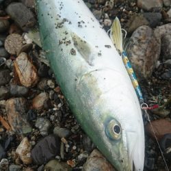 仁淀川 河口サーフ ショアジギング