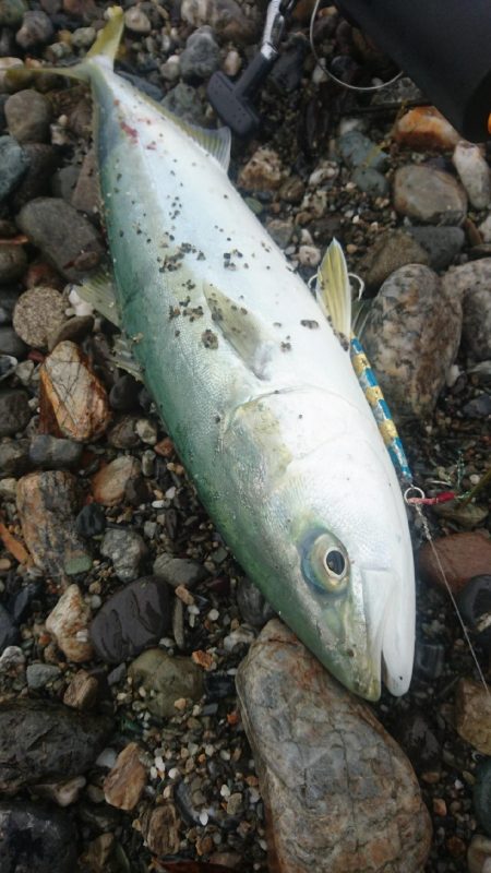 仁淀川 河口サーフ ショアジギング