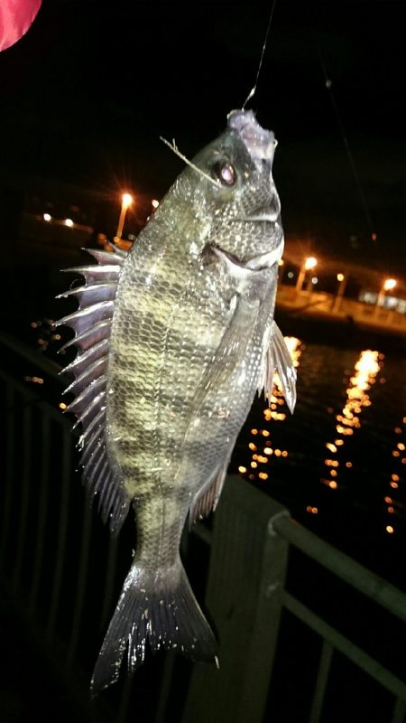 チヌ、キビレ入れ食いでした