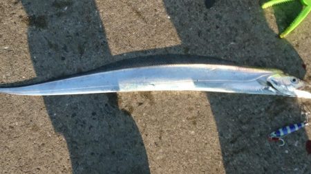 ジギングなのに