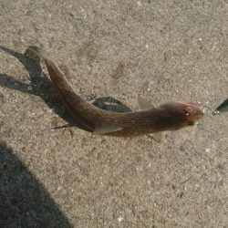 ショアジギング