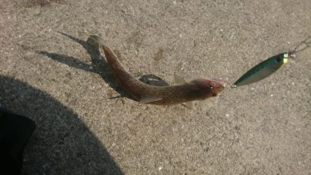 ショアジギング