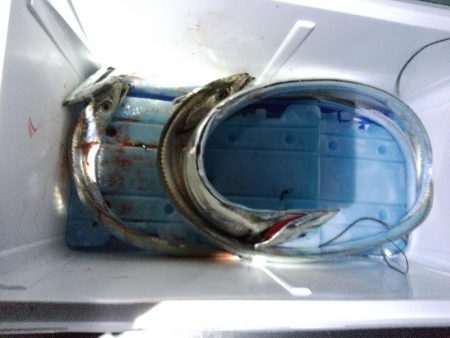 やっぱり不完全燃焼～太刀魚