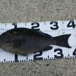 引き続き夕マズメ釣行！