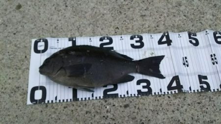 引き続き夕マズメ釣行！