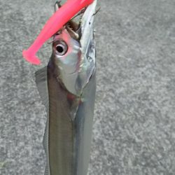 ㊗️三桁いきました～！