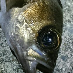 メバリング開幕戦