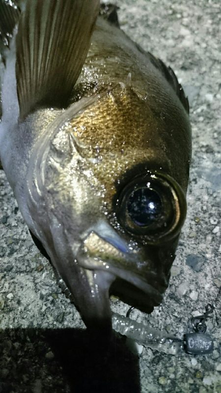 メバリング開幕戦