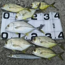 ヒラスズキはどこ？